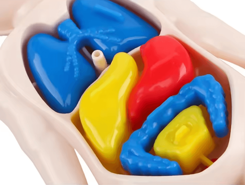 3D Human Body Anatomy Kit | Removable Organs DIY Assembly | STEM Learning Toy for Home Education and Classroom Science