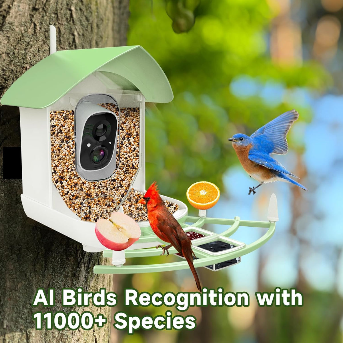 Smart Bird Feeder Camera with AI Bird Recognition | 1080p HD Night Vision, 130° View | Solar Powered, Wi-Fi App Connected 4