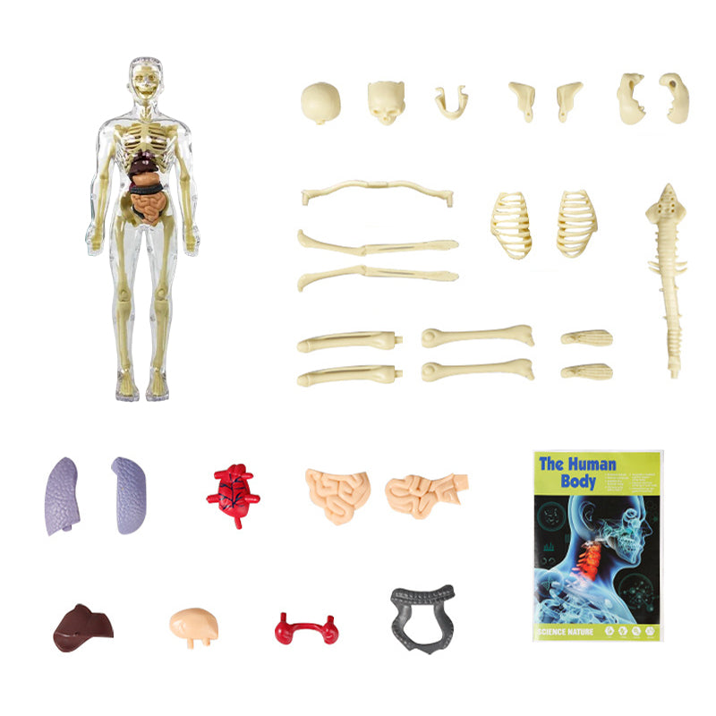 Anatomy Model Toy Transparent PVC Snap-Fit Sturdy with Removable Organs