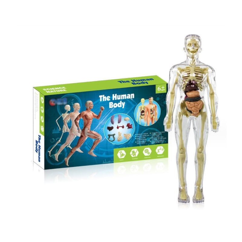 Anatomy Model Toy Transparent PVC Snap-Fit Sturdy with Removable Organs