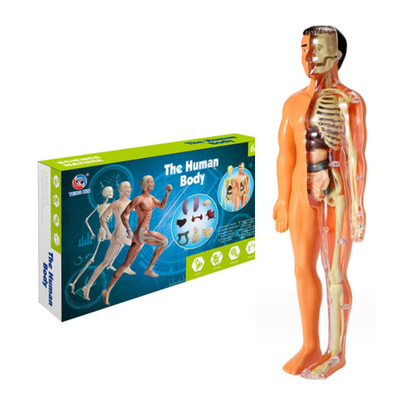 Anatomy Model Toy Transparent PVC Snap-Fit Sturdy with Removable Organs