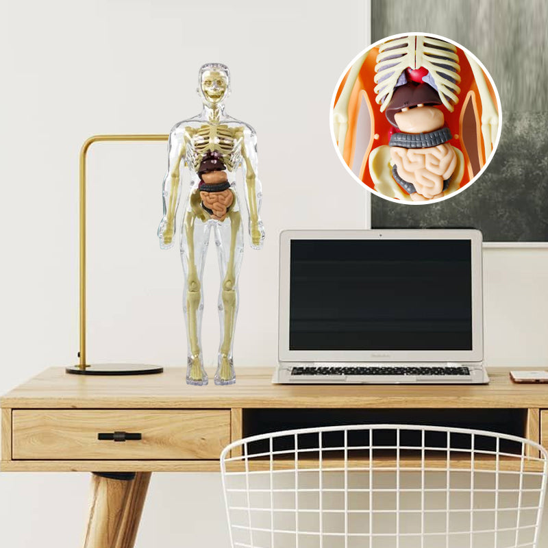 Anatomy Model Toy Transparent PVC Snap-Fit Sturdy with Removable Organs