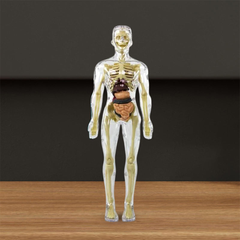 Anatomy Model Toy Transparent PVC Snap-Fit Sturdy with Removable Organs