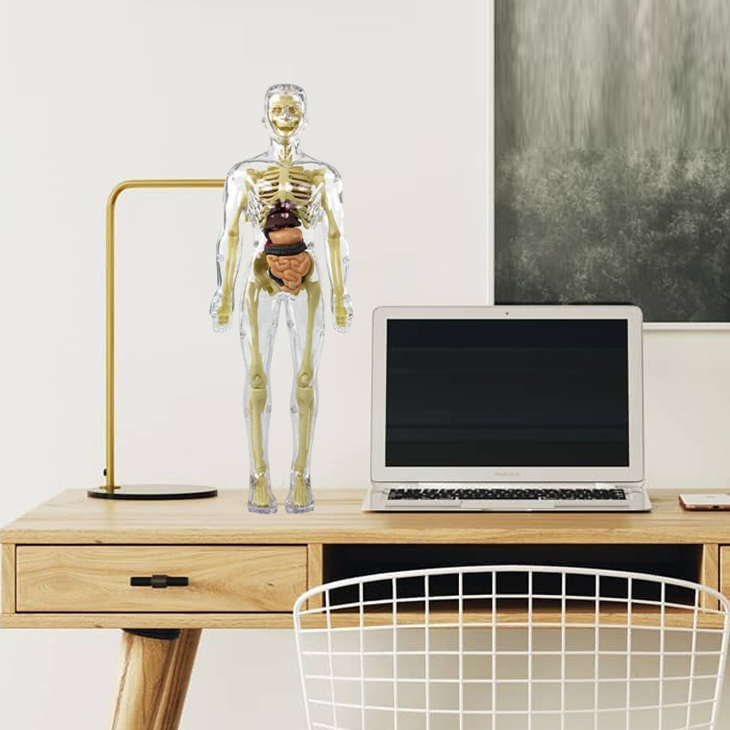 Anatomy Model Toy Transparent PVC Snap-Fit Sturdy with Removable Organs