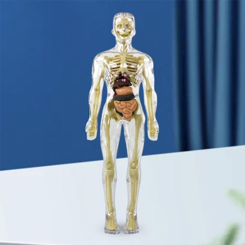 Anatomy Model Toy Transparent PVC Snap-Fit Sturdy with Removable Organs