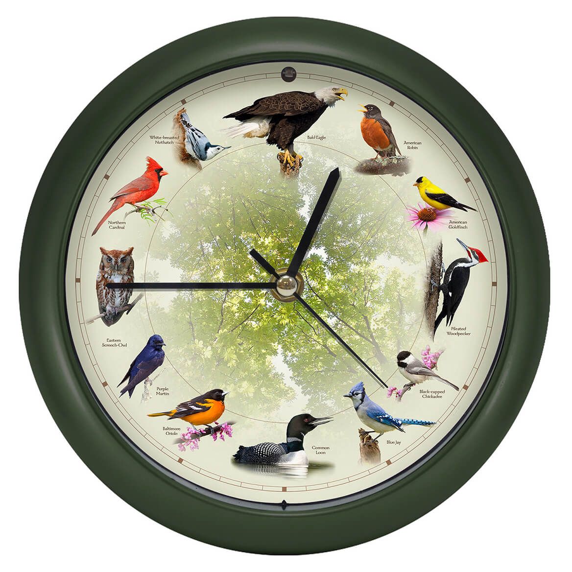 Bird Sound Wall Clock 20 cm Dia | Different Bird Song Every Hour | Plastic & Glass, Light Sensor Auto-Mute, 3 AA Batteries