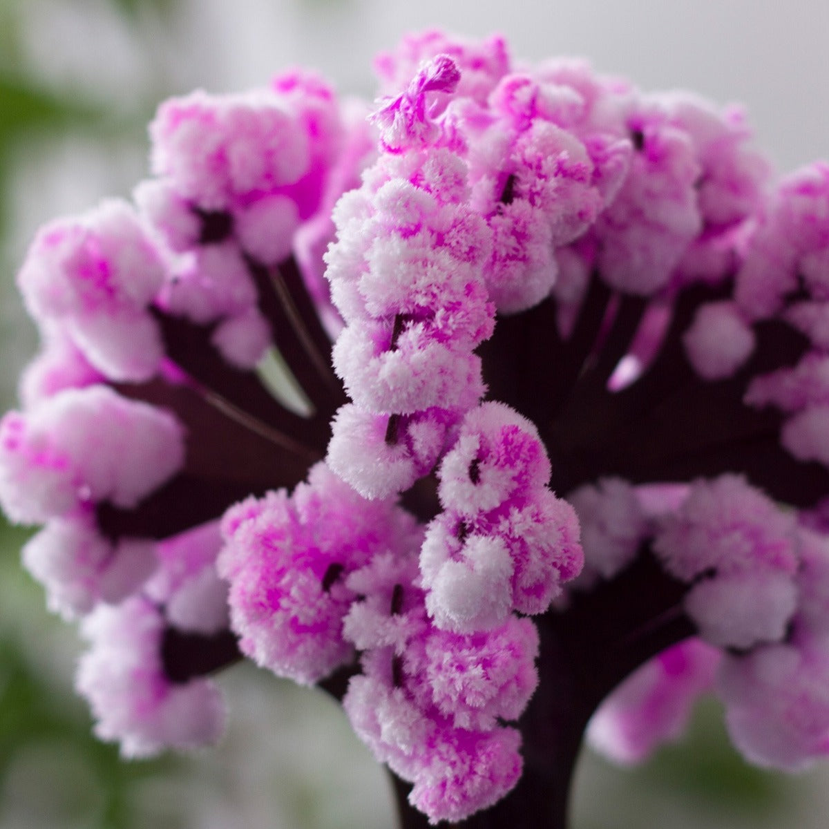 Crystal Growing Paper Tree Decoration | Blooms in Minutes, Grows for Hours | Tree, Growing Solution and Base Included