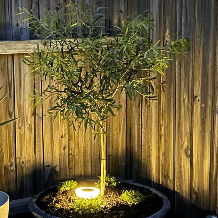 Solar Garden Lights Stainless Steel | 4 Pack LED, Tool-Free Stake Install | Rust-Proof & Weatherproof All Year