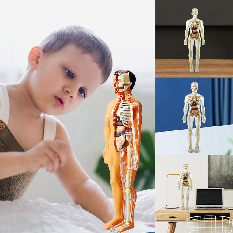 Anatomy Model Toy Transparent PVC Snap-Fit Sturdy with Removable Organs