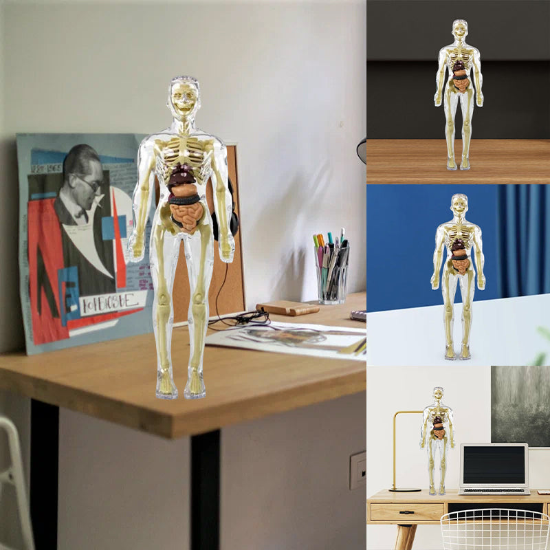 Anatomy Model Toy Transparent PVC Snap-Fit Sturdy with Removable Organs