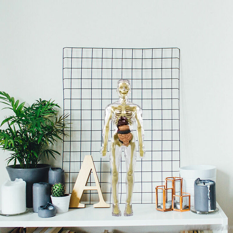 Anatomy Model Toy Transparent PVC Snap-Fit Sturdy with Removable Organs