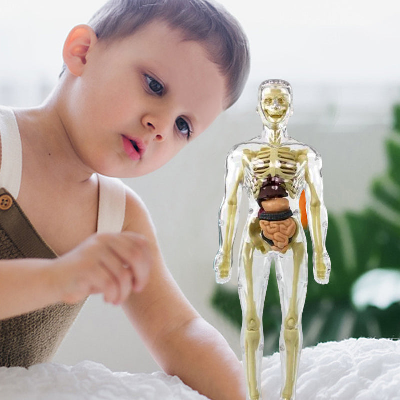 Anatomy Model Toy Transparent PVC Snap-Fit Sturdy with Removable Organs