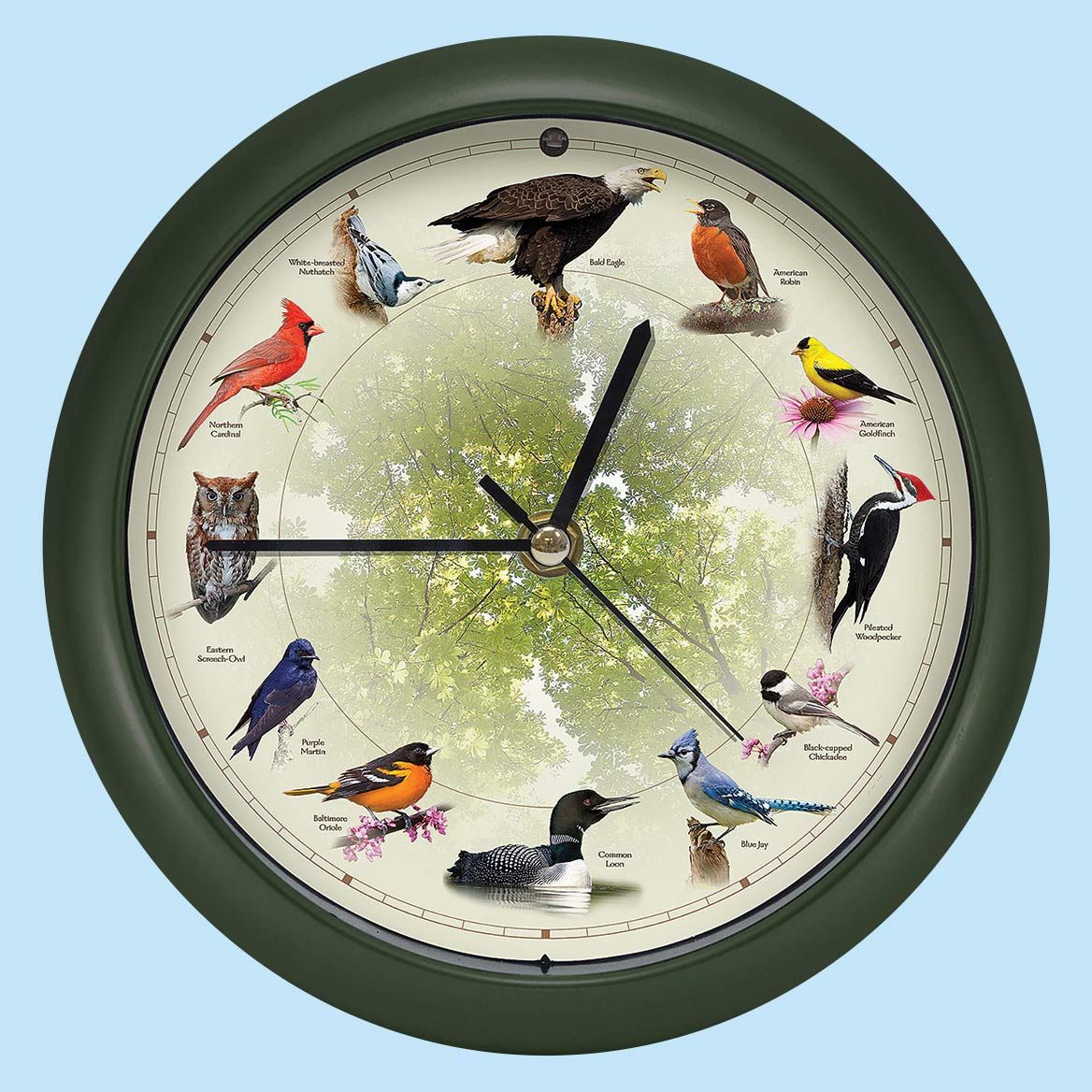Bird Sound Wall Clock 20 cm Dia | Different Bird Song Every Hour | Plastic & Glass, Light Sensor Auto-Mute, 3 AA Batteries