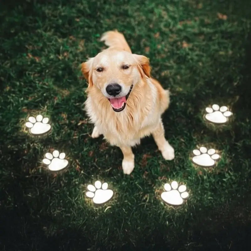 Solar Paw Print Light, ABS Plastic | IP44 Waterproof, Automatic Dusk Sensor | Up to 10 Hours Glow, 3 to 24 Pack